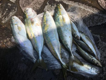 ジグサビキで色々釣れた